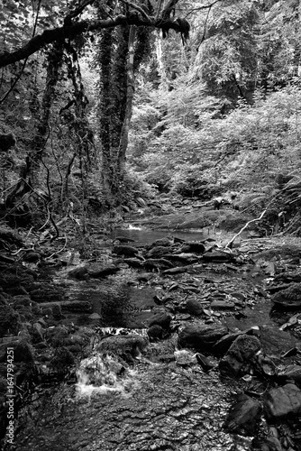 Dun a Ri Forest Park, Irland