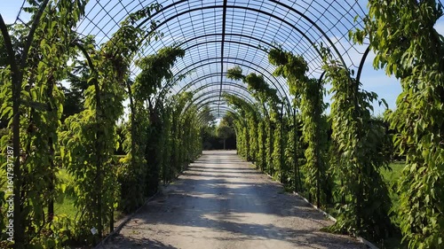 In the park, a dirt path leads through the lawns to the main tree-lined avenue. Above it runs a long arched metal pergola covered with grapevines. Sunny summer weather