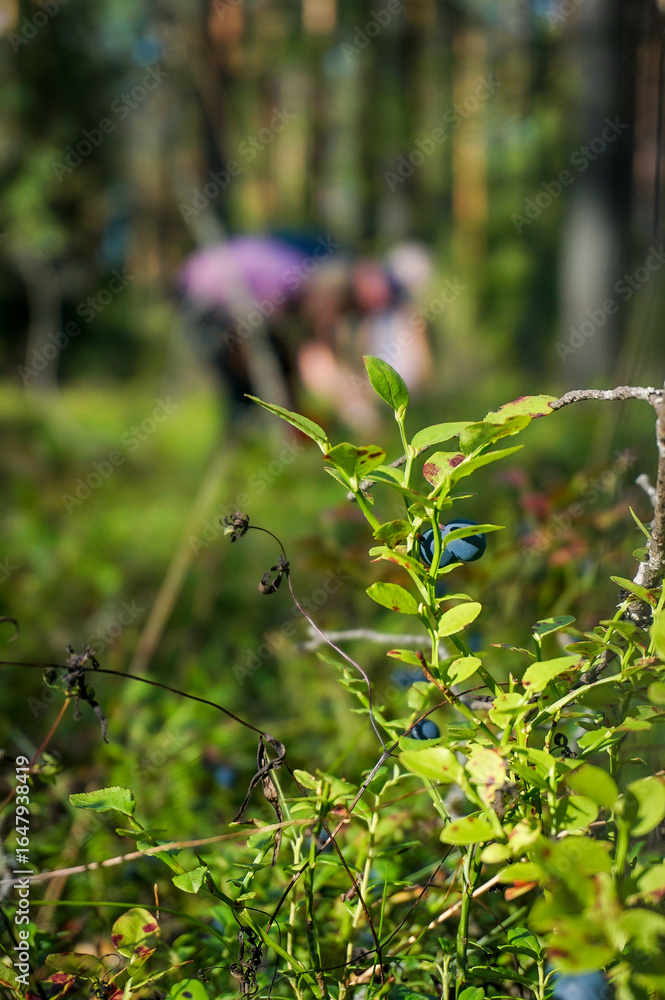 Fototapeta premium Picking wild berries in the forest