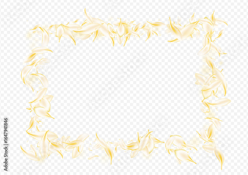 Yellow_petals_transparent_background_415.eps