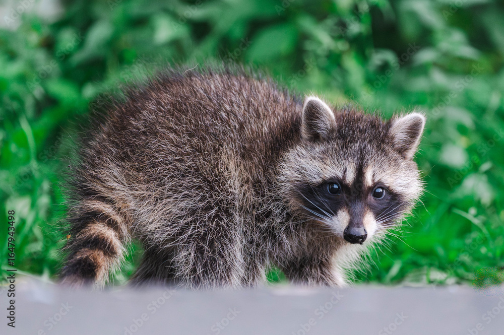 Fototapeta premium Erste Schritte von Waschbärenwelpen