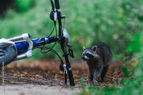 Waschbär interessiert sich für Fahrrad