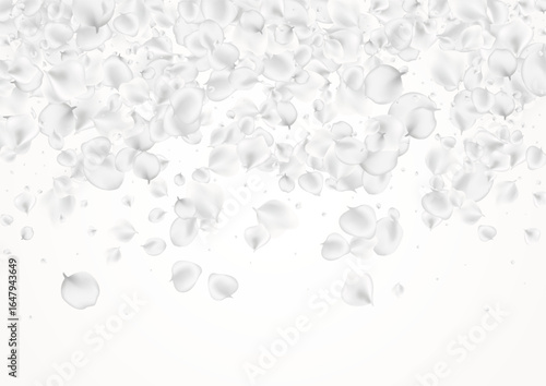 White_petals_gray_background_256.eps