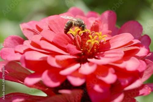 bee on flower