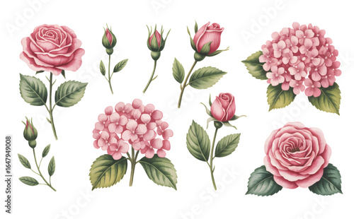 Watercolor pink roses and hydrangea blossoms with buds and lush green leaves. Botanical watercolor set of roses, hydrangeas, and leafy stems.