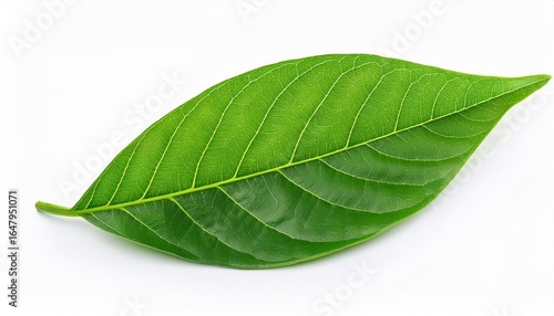 vibrant green leaves isolated on pure white background macro healthy