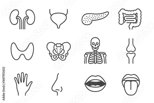 Human anatomy line drawings showcasing various organs and body parts in a grid format for educational use
