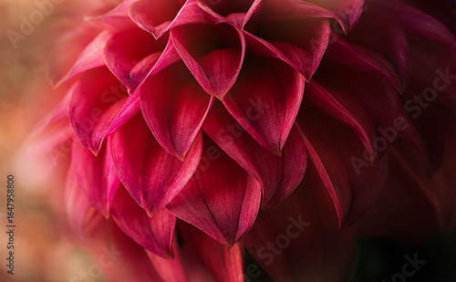 Pink dalia macro 