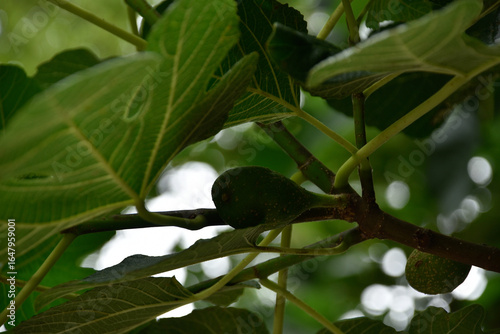 Photos of fig leaves in different shades of green and from different angles