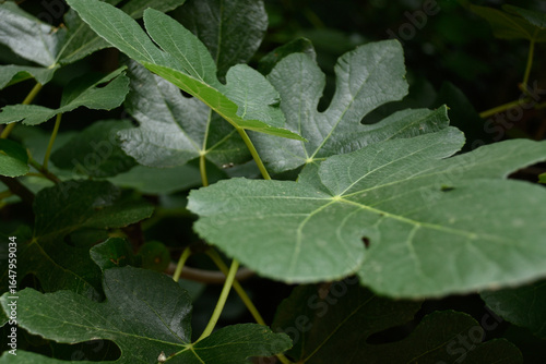 Photos of fig leaves in different shades of green and from different angles