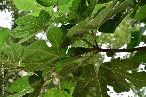 Photos of fig leaves in different shades of green and from different angles