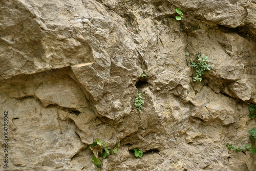 photo of a rock wall with small plants