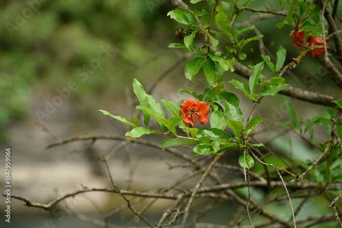 photo of a red flower among green buds
