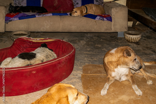 Photography A shot of Indian stray dogs resting on the ground, beanbag, and sofa at a dog shelter home in Delhi, India, depicting rescued street dogs in comfort, adoption, and animal welfare care