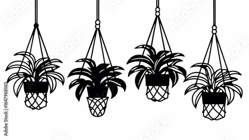 Four hanging plants in macrame planters silhouette against white backdrop