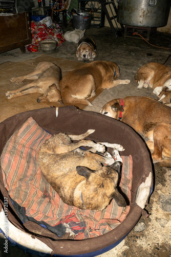 Canvas Print A shot of Indian stray dogs resting on cardboard sheets on the ground and a beanbag at a dog shelter home in Delhi, India, showing rescued street dogs, adoption care, and animal welfare support