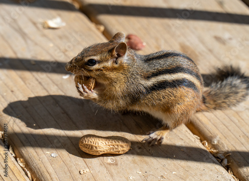 chipmunk eating peanuts on a patio deck