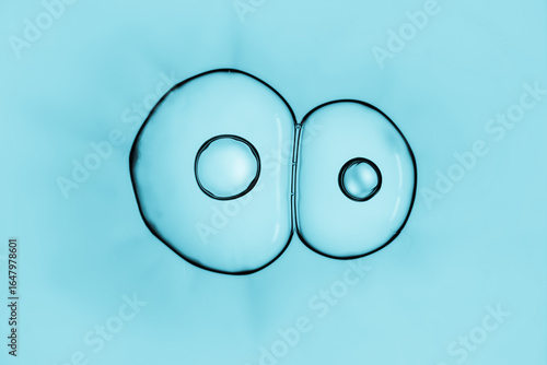 Cells division process, Cell divides into two cells
