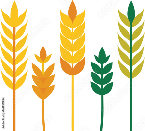Five colorful wheat ears isolated on white background, a symbol of harvest