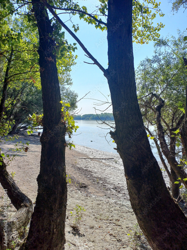Fototapeta premium Pathway framed by summer greenery