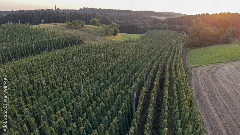 Fototapeta premium Discover the stunning Holledau hop fields near Pfaffenhofen, one of the world's largest hop-producing regions