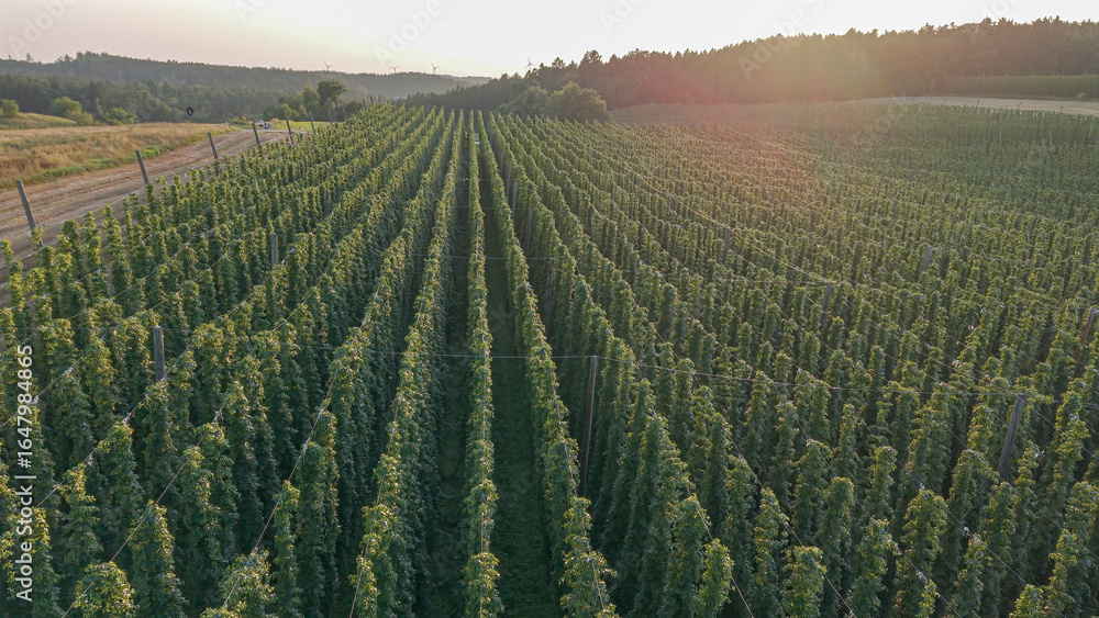 Fototapeta premium Discover the stunning Holledau hop fields near Pfaffenhofen, one of the world's largest hop-producing regions
