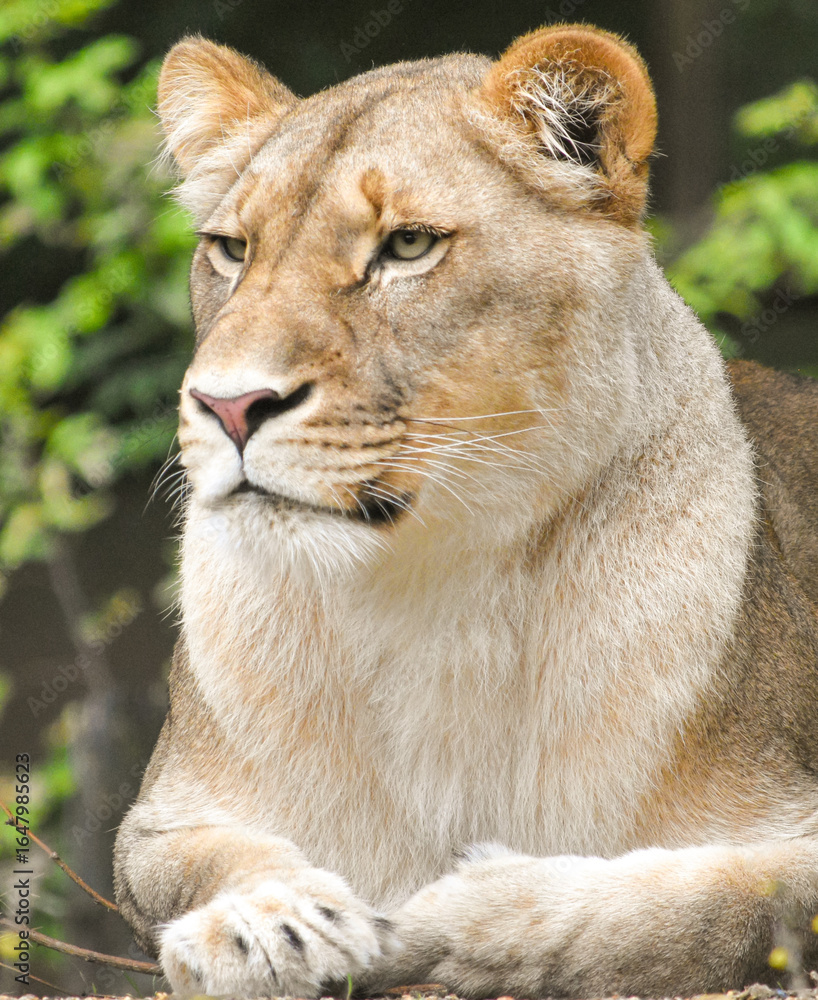 Fototapeta premium Lioness lying down and watching, close-up portrait