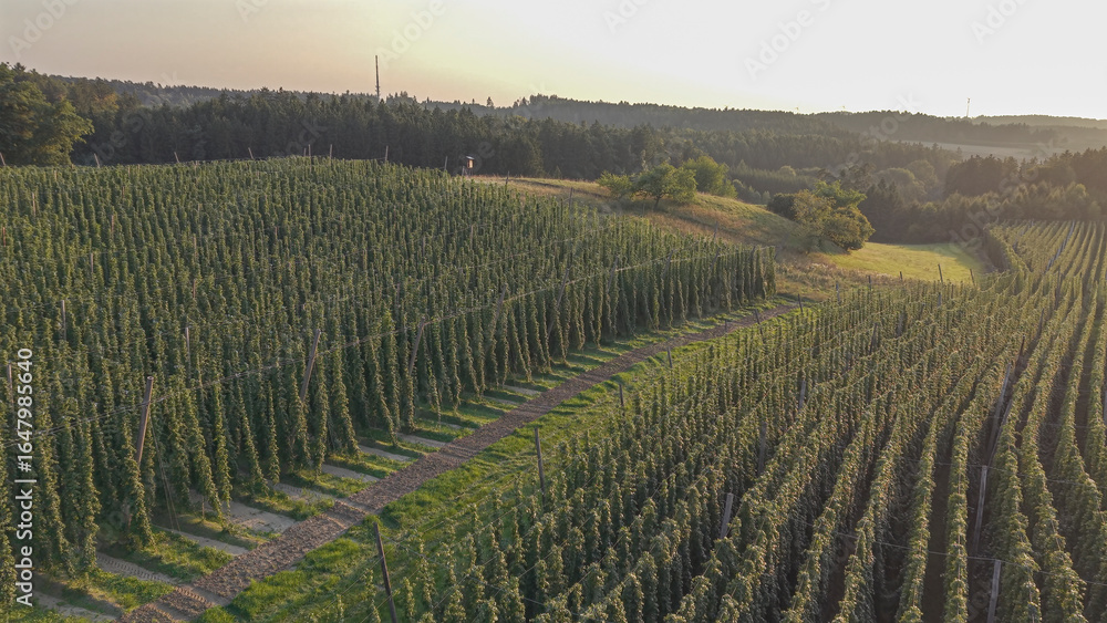Fototapeta premium Discover the stunning Holledau hop fields near Pfaffenhofen, one of the world's largest hop-producing regions
