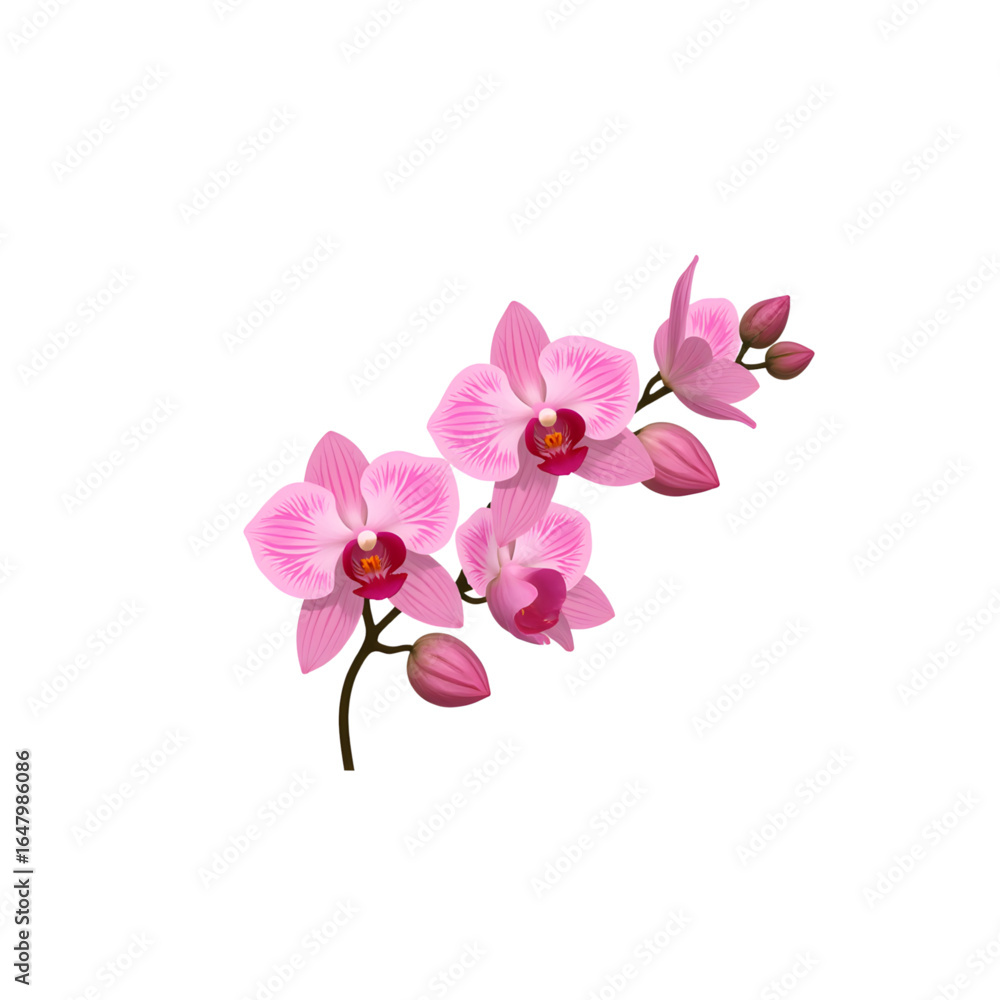 Obraz premium Pink orchid flower branch with buds on atransparent background 