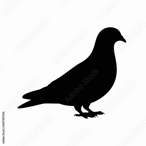 Pigeon Silhouette on White Background
