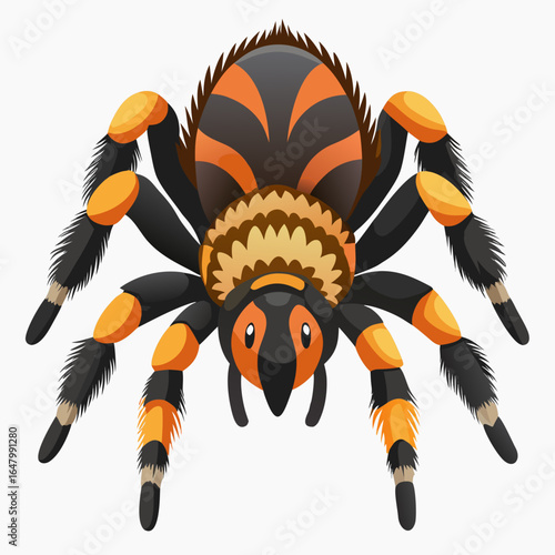 Orange and black tarantula, detailed illustration.
