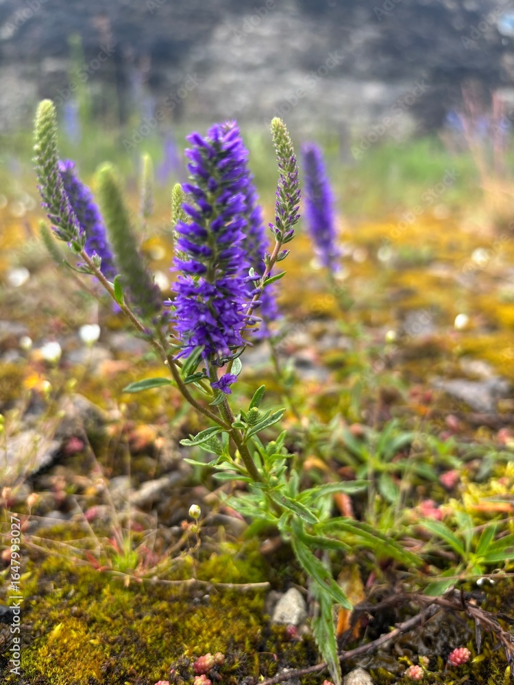 Obraz premium Purple wildflower growing among moss.