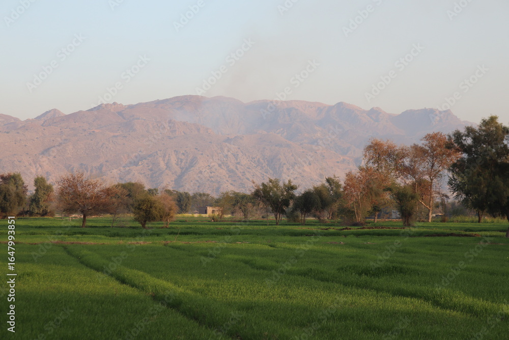 Fototapeta premium Vast green field with trees and mountains in the background under a clear sky