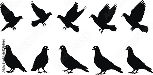 Pigeon silhouettes in flight and standing pose, black bird vector icons, dove shapes for design