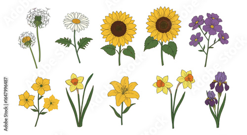 Collection of Hand Drawn Flowers Including Sunflowers Daisies and Irises