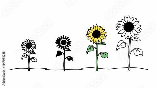 Progression of sunflowers from bud to full bloom in black and yellow color