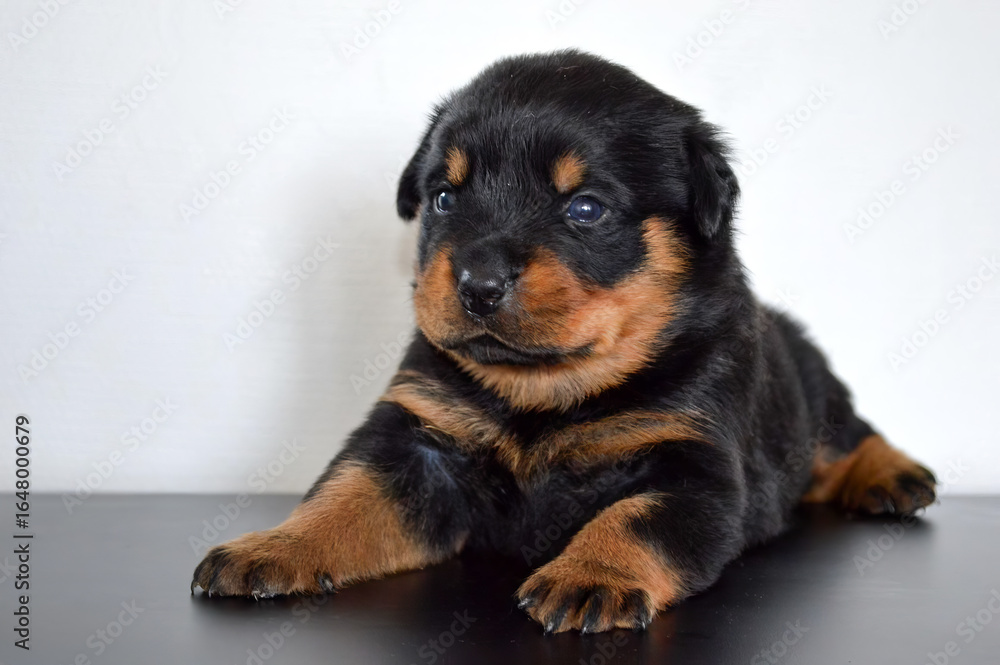 Obraz premium Rottweiler puppy. A small black and brown dog with a pink tongue is sitting on a blanket