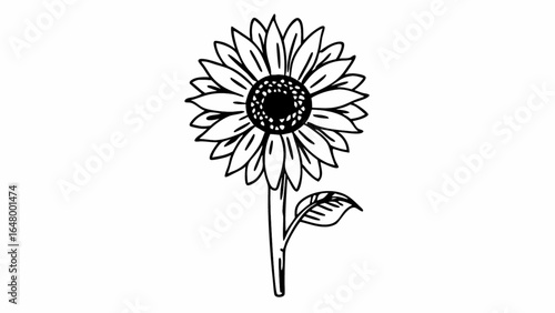 Illustration of a sunflower with a stem and leaf in black and white line art