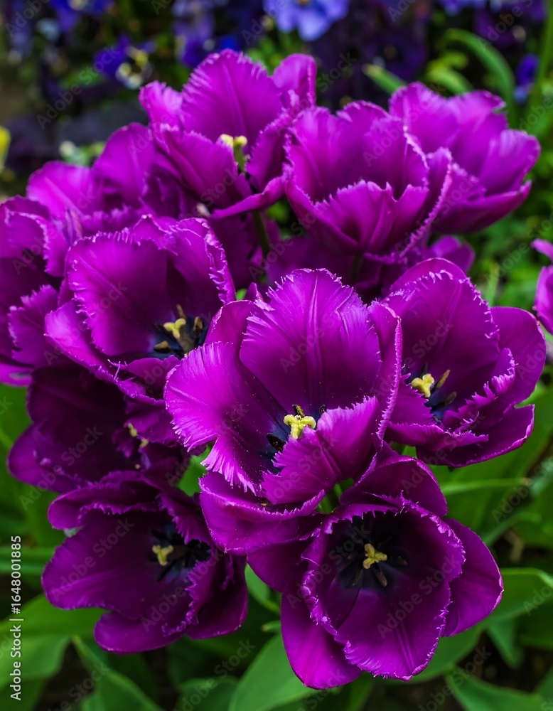 Naklejka premium Close-up of a cluster of vibrant purple fringed tulips