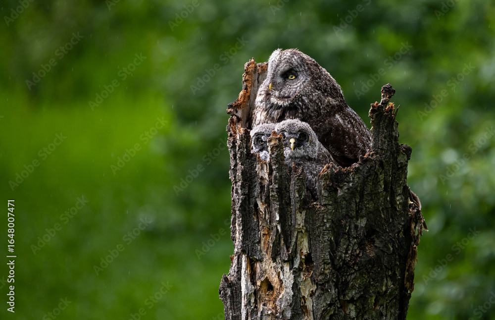 Obraz premium Great grey owl in the spring