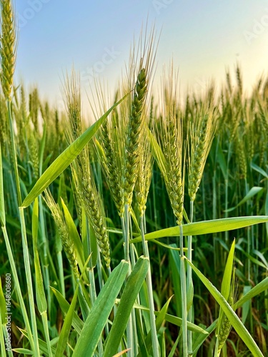 Green wheat ears closeup in a vast field, with soft sunlight illuminating the stalks and leaves