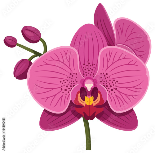 Orchid flower vector illustration in vibrant shades of pink with detailed petals and unopened buds in flat botanical style for decorative, floral, and gardening creative projects