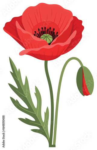 Poppy flower vector illustration with a vibrant red bloom, green leaves, and unopened bud in flat botanical style for decorative, gardening, and floral themed creative projects