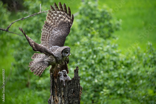 Great grey owl family in the spring
