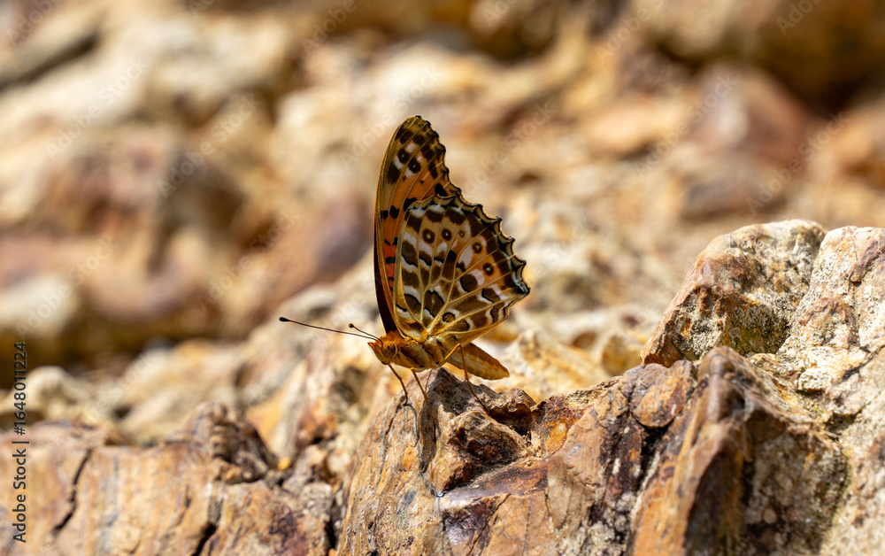 Obraz premium Butterfly Argynnis hyperbius