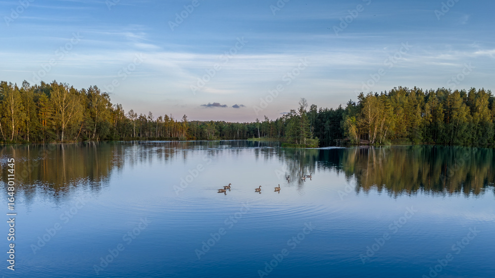 Fototapeta premium Ducks Swimming on Finnish Lake with Forest Reflection in Summer