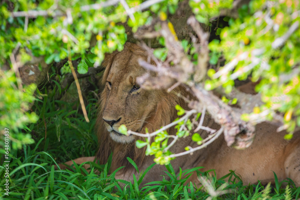 Obraz premium Lone lion photographed on an African Safari