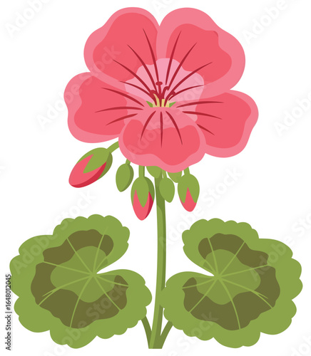 Geranium vector with a single bold red bloom and rounded green leaves in a clean flat style ideal for botanical decorative and seasonal floral artwork