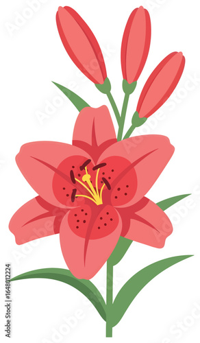 Lily flower vector illustration depicting a vibrant coral bloom with prominent stamens and three unopened buds in a clean modern flat botanical style