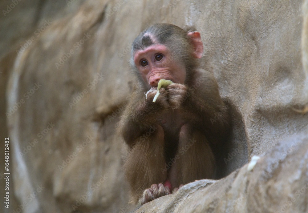 baby baboon baby baboon
